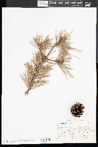 Pinus sylvestris image