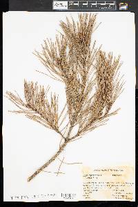 Pinus sylvestris image