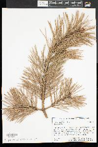 Pinus sylvestris image