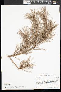 Pinus sylvestris image