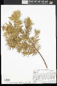 Taxus baccata image