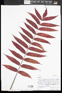 Rhus typhina image