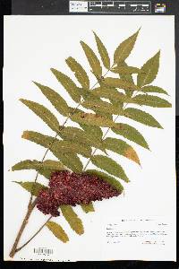 Rhus typhina image