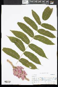 Rhus typhina image