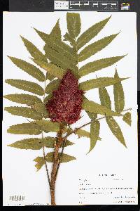 Rhus typhina image