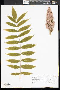 Rhus typhina image