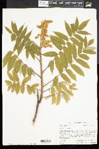 Rhus typhina image