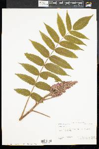 Rhus typhina image