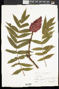 Rhus typhina image