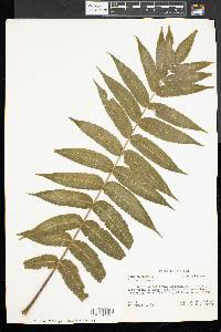 Rhus typhina image