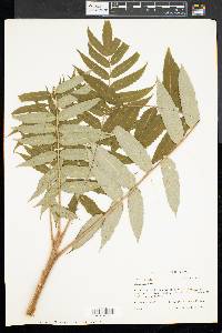 Rhus typhina image