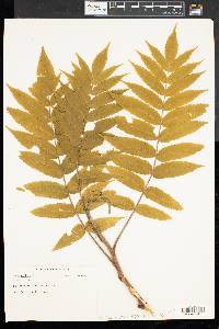 Rhus typhina image