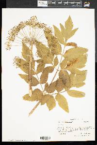 Angelica atropurpurea image
