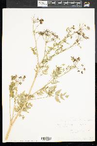 Conium maculatum image