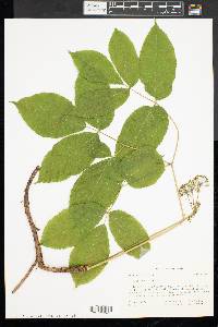 Aralia nudicaulis image