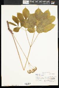 Aralia nudicaulis image