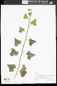 Hedera helix image