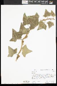 Hedera helix image