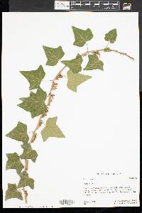 Hedera helix image