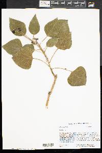 Hedera helix image