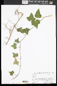 Hedera helix image