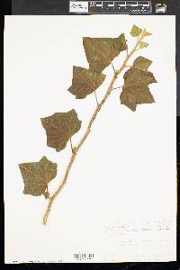 Hedera helix image