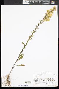 Solidago puberula image