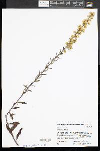 Solidago puberula image