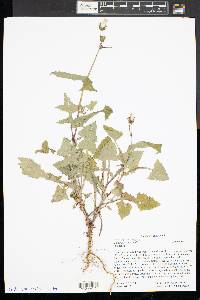 Sonchus oleraceus image