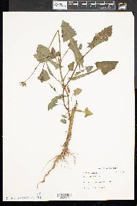 Sonchus oleraceus image