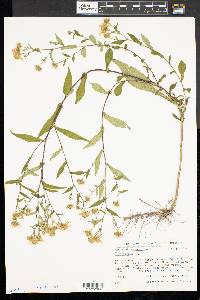 Symphyotrichum prenanthoides image