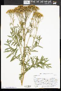 Tanacetum vulgare image