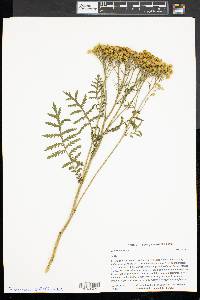 Tanacetum vulgare image