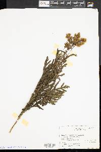 Tanacetum vulgare image