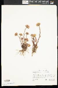 Tussilago farfara image