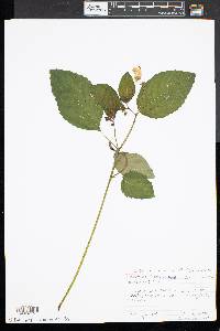 Impatiens pallida image