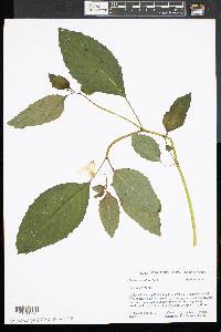 Impatiens pallida image