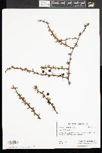 Berberis thunbergii image