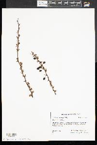 Berberis thunbergii image