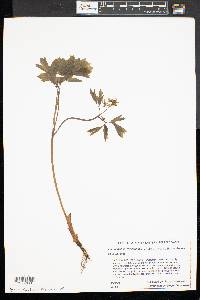 Caulophyllum thalictroides image