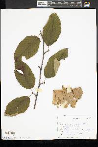 Betula alleghaniensis image