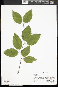 Betula lenta image