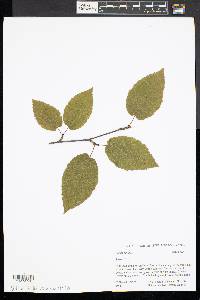 Betula lenta image