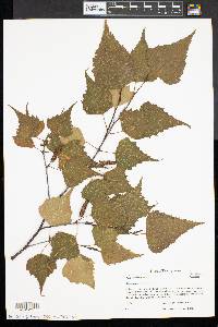 Betula populifolia image
