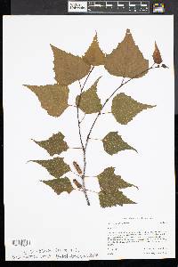 Betula populifolia image