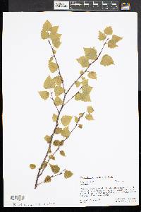 Betula populifolia image