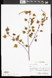 Betula populifolia image