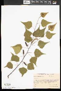 Betula populifolia image