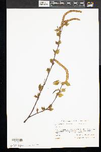 Betula populifolia image