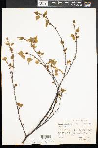 Betula populifolia image